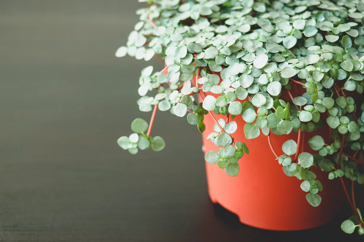 Pflanze mit rundlichen Blättern in Topf